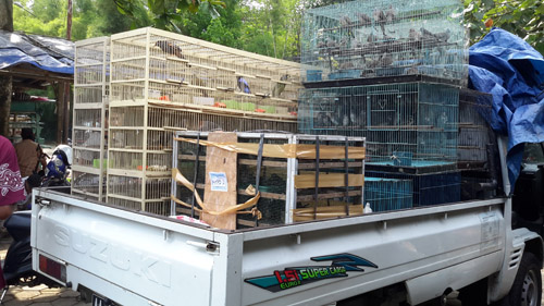 Approximately 5,000 Illegal Birds On Sale in Purbalingga Wildlife Market, Java (October 7, 2016)